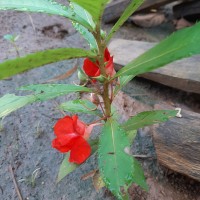 Impatiens balsamina L.